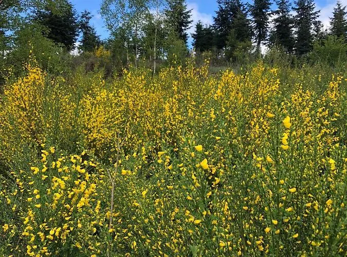 Haus Astenblick In Für Bis Zu 35 Personen Für Wanderveranstaltungen Und Familienfeiern Apartamento Winterberg