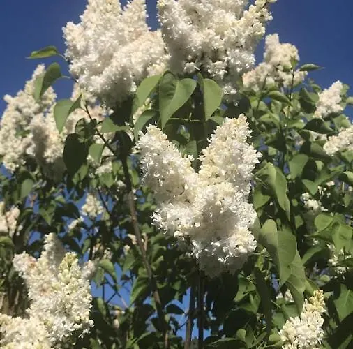 Apartamento Haus Astenblick In Für Bis Zu 35 Personen Für Wanderveranstaltungen Und Familienfeiern Winterberg